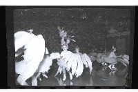 登錄號:KH2002.017.0338藏品圖，第43張