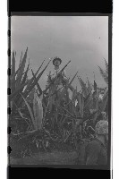 登錄號:KH2002.019.0036藏品圖，第30張