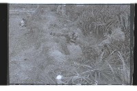 登錄號:KH2002.019.0126藏品圖，第8張