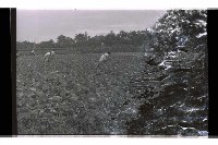 登錄號:KH2002.019.0197藏品圖，第6張