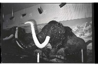 登錄號:KH2002.020.0008藏品圖，第3張