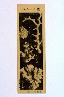 登錄號:KH2003.003.0086藏品圖，第25張