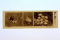 登錄號:KH2003.003.0086藏品圖，第36張