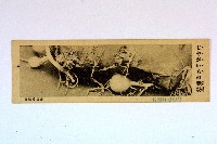 登錄號:KH2003.003.0086藏品圖，第61張