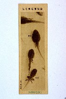 登錄號:KH2003.003.0086藏品圖，第68張