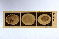 登錄號:KH2003.003.0086藏品圖，第78張