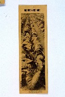 登錄號:KH2003.003.0086藏品圖，第81張