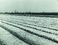 登錄號:KH2003.003.0291藏品圖，第1張