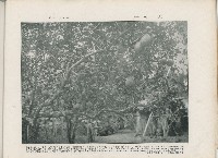 登錄號:KH2003.008.0176藏品圖，第12張