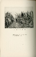 登錄號:KH2003.008.0178藏品圖，第222張