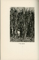 登錄號:KH2003.008.0178藏品圖，第304張