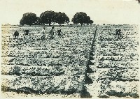 登錄號:KH2003.008.0179藏品圖，第36張