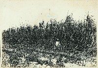 登錄號:KH2003.008.0179藏品圖，第41張