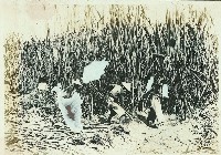 登錄號:KH2003.008.0179藏品圖，第45張