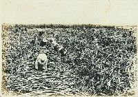 登錄號:KH2003.008.0179藏品圖，第47張