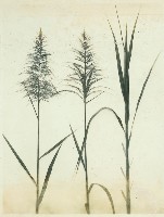 登錄號:KH2003.008.0179藏品圖，第104張