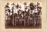 登錄號:KH2003.008.0185藏品圖，第21張