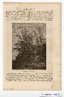 約翰‧湯姆生（John Thomson）的臺灣南部圖像藏品圖，第15張