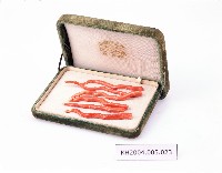 盒裝紅珊瑚藏品圖，第1張