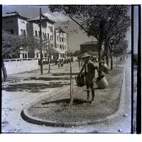 高雄市臺灣銀行前的行道樹藏品圖，第1張