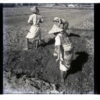 義務勞動藏品圖，第1張