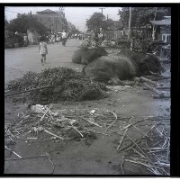 不怕危險的小孩（街旁休息的黃牛）藏品圖，第1張