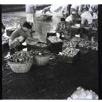 小魚販藏品圖，第1張