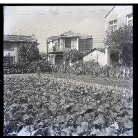 利用空地種菜藏品圖，第1張