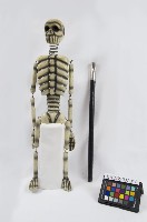 骷髏道具藏品圖，第1張