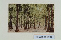 高雄椰子密林明信片藏品圖，第1張