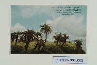 臺灣高雄郊外蘇鐵樹明信片藏品圖，第1張