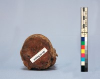 龍形陶塑水盂藏品圖，第8張