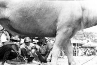 登錄號:KH2006.014.0126藏品圖，第1張