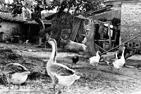 登錄號:KH2006.014.0130藏品圖，第1張