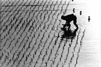 登錄號:KH2006.014.0135藏品圖，第1張