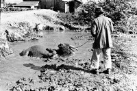 登錄號:KH2006.014.0137藏品圖，第1張