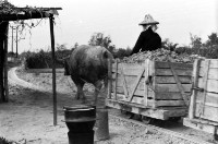 登錄號:KH2006.014.0138藏品圖，第1張