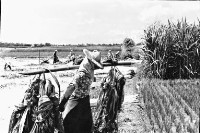 登錄號:KH2006.014.0145藏品圖，第1張