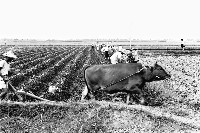 登錄號:KH2006.014.0163藏品圖，第1張