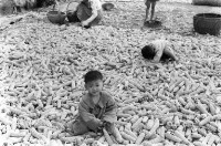 登錄號:KH2006.014.0211藏品圖，第1張