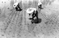 登錄號:KH2006.014.0213藏品圖，第1張