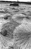 登錄號:KH2006.014.0228藏品圖，第1張