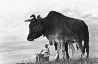 登錄號:KH2006.014.0237藏品圖，第1張