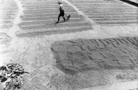 登錄號:KH2006.014.0243藏品圖，第1張