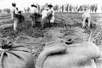 登錄號:KH2006.014.0244藏品圖，第1張