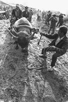 登錄號:KH2006.014.0259藏品圖，第1張