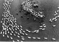 登錄號:KH2006.014.0262藏品圖，第1張