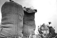 登錄號:KH2006.014.0263藏品圖，第1張