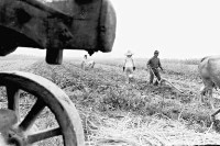 登錄號:KH2006.014.0324藏品圖，第1張