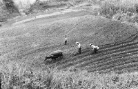 登錄號:KH2006.014.0382藏品圖，第1張